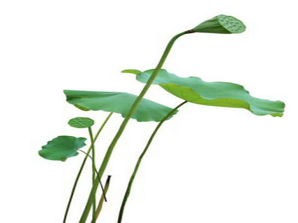 Lotus Leaf